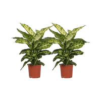Dieffenbachia Mars - 2 pièces - Ø17cm - ↕50cm - GREEN OASIS - SHOP