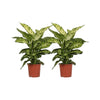 Dieffenbachia Mars - 2 pièces - Ø17cm - ↕50cm - GREEN OASIS - SHOP