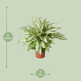 Dieffenbachia Vésuve - Ø27cm - ↕80cm Everspring