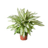 Dieffenbachia Vésuve - Ø27cm - ↕80cm Everspring