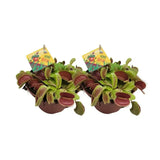 Dionaea Muscipula - 2 pièces - Ø12cm - ↕12cm - GREEN OASIS - SHOP