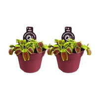 Dionaea Muscipula - 2 pièces - Ø12cm - ↕12cm - GREEN OASIS - SHOP Plantes vertes originales livrées à votre domicile