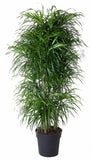 Dracaena Anita vertakt - 160 cm - ø34 Everspring