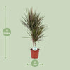 Dracaena bicolore - Ø17cm - ↕75cm Everspring