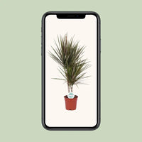 Dracaena bicolore - Ø17cm - ↕75cm Everspring