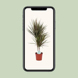 Dracaena bicolore - Ø17cm - ↕75cm Everspring