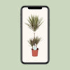 Dracaena bicolore - Ø21cm - ↕95cm Everspring