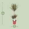 Dracaena bicolore - Ø21cm - ↕95cm Everspring