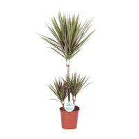 Dracaena bicolore - Ø21cm - ↕95cm Everspring