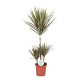 Dracaena bicolore - Ø21cm - ↕95cm Everspring