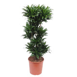 Dracaena Compacta - 140 cm - ø30 Everspring