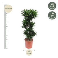 Dracaena Compacta - 140 cm - ø30 Everspring