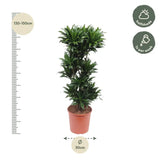 Dracaena Compacta - 140 cm - ø30 Everspring