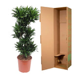 Dracaena Compacta - 140 cm - ø30 Everspring