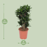 Dracaena Compacta - Ø24cm - ↕80cm Everspring