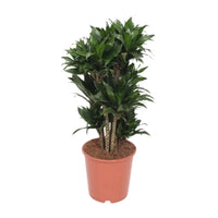 Dracaena Compacta - Ø24cm - ↕80cm Everspring