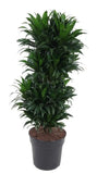 Dracaena Compacta Vertakt P27 - Ø27cm - ↕100cm Everspring