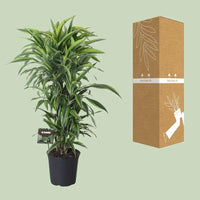 Dracaena Fragrans Citron Lime - Ø27cm - ↕120cm Everspring