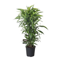 Dracaena Fragrans Citron Lime - Ø27cm - ↕120cm Everspring