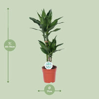 Dracaena Janet Lind - Ø17cm - ↕70cm Everspring