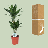 Dracaena Janet Lind - Ø17cm - ↕70cm Everspring
