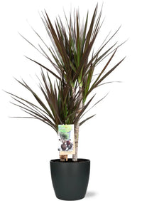 Dracaena Magenta - Ø17cm - ↕80cm + Pot Bruxelles D18x17cm - Anthracite - GREEN OASIS - SHOP Plantes vertes originales livrées à votre domicile