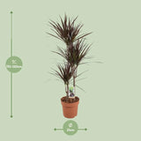 Dracaena Magenta - Ø21cm - ↕120cm Everspring
