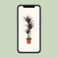 Dracaena Magenta - Ø21cm - ↕120cm Everspring