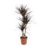 Dracaena Magenta - Ø21cm - ↕120cm Everspring