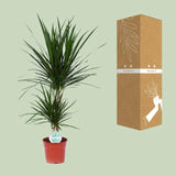 Dracaena Marginata - Ø17cm - ↕75cm Everspring