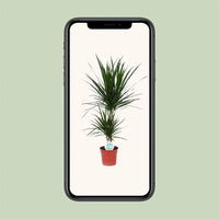 Dracaena Marginata - Ø17cm - ↕75cm Everspring