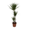 Dracaena Marginata - Ø21cm - ↕120cm Everspring