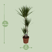 Dracaena Marginata - Ø21cm - ↕120cm Everspring
