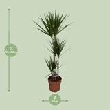 Dracaena Marginata - Ø21cm - ↕120cm Everspring