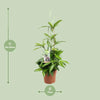 Dracaena Surculosa - Ø17cm - ↕55cm Everspring
