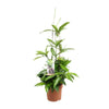 Dracaena Surculosa - Ø17cm - ↕55cm Everspring