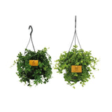 Duo de plantes suspendues - 2 pièces - Ø15cm - ↕25cm - GREEN OASIS - SHOP