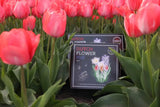 🌸 Dutch Flower Mix – IDEE CADEAU!  Boîte de Luxe Moyenne, 40 Bulbes pour 1 m² de Fleurs Hollandaises – Taille 12+.