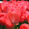 🌸 Dutch Flower Mix – IDEE CADEAU! Boîte de Luxe Moyenne, 40 Bulbes pour 1 m² de Fleurs Hollandaises – Taille 12+ - GREEN OASIS - SHOP