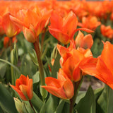 🌸 Dutch Flower Mix – IDEE CADEAU! Boîte de Luxe Moyenne, 40 Bulbes pour 1 m² de Fleurs Hollandaises – Taille 12+ - GREEN OASIS - SHOP