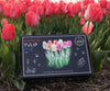 🌷 Dutch Tulip Mix – IDEE CADEAU! Boîte de Luxe Grande, 90 Bulbes pour 2,5 m² de Fleurs Hollandaises – Taille 12+ - GREEN OASIS - SHOP