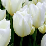 🌷 Dutch Tulip Mix – IDEE CADEAU! Boîte de Luxe Grande, 90 Bulbes pour 2,5 m² de Fleurs Hollandaises – Taille 12+ - GREEN OASIS - SHOP