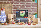 🌷 Dutch Tulip Mix – IDEE CADEAU! Boîte de Luxe Grande, 90 Bulbes pour 2,5 m² de Fleurs Hollandaises – Taille 12+ - GREEN OASIS - SHOP