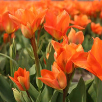 🌷 Dutch Tulip Mix – IDEE CADEAU! Boîte de Luxe Grande, 90 Bulbes pour 2,5 m² de Fleurs Hollandaises – Taille 12+ - GREEN OASIS - SHOP