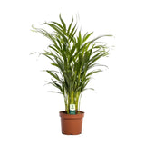 Dypsis Lutescens - Ø17cm - ↕65cm Everspring