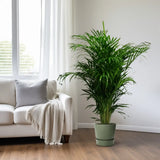 Dypsis Lutescens - Ø24cm - ↕125cm Everspring