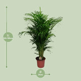 Dypsis Lutescens - Ø24cm - ↕125cm Everspring