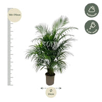 Dypsis Lutescens (palmier d'arec) 150 cm - ø24 - GREEN OASIS - SHOP