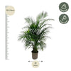 Dypsis Lutescens (palmier d'arec) 150 cm - ø24 - GREEN OASIS - SHOP