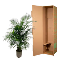 Dypsis Lutescens (palmier d'arec) 150 cm - ø24 - GREEN OASIS - SHOP Plantes vertes originales livrées à votre domicile